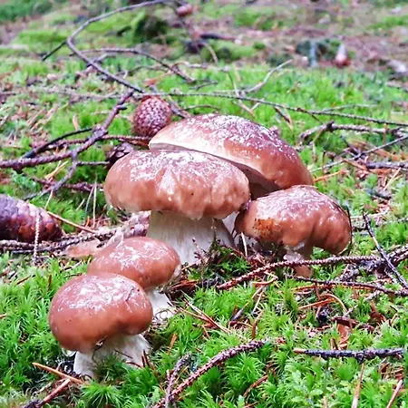 Hundeblick Tambach-Dietharz